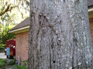 Tree healing from damage