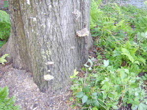 Mushrooms on tree trunk