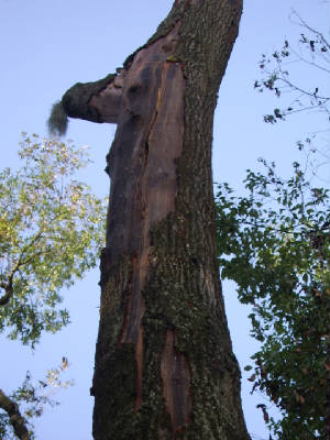 Tree on House after storm